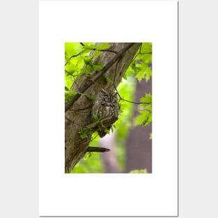 Eastern Screech Owl Posters and Art